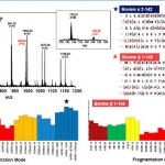 Ultra-Fast Analysis of Hemoglobin Isoforms Using Capillary Electrophoresis